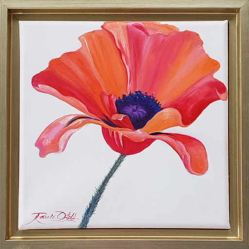 Beautiful bright orange and yellow and red Poppy painted on a white background. Original oil painting 8x8 framed in a gold wood frame... wired and ready to hang.